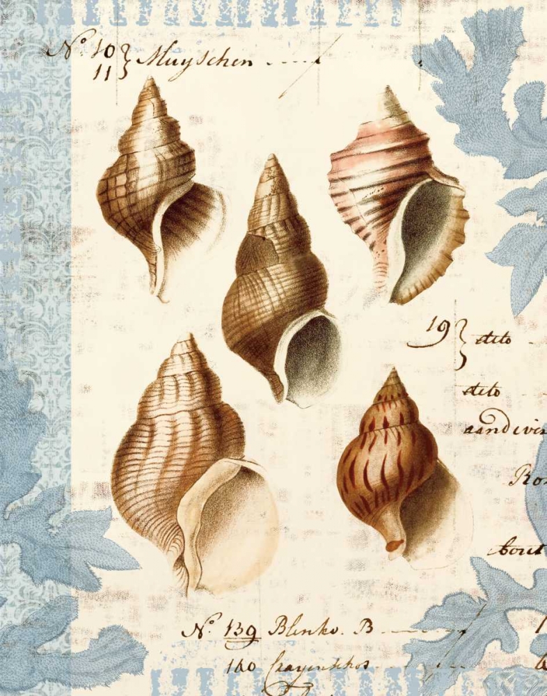 Seashell Collection II art print by Sabine Berg for $57.95 CAD
