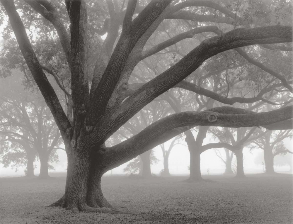 Oak Grove in Fog art print by William Guion for $57.95 CAD