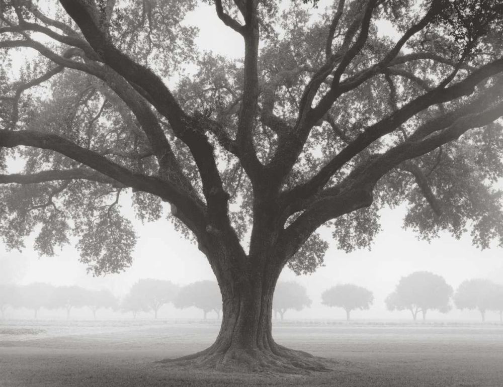 Silhouette Oak art print by William Guion for $57.95 CAD