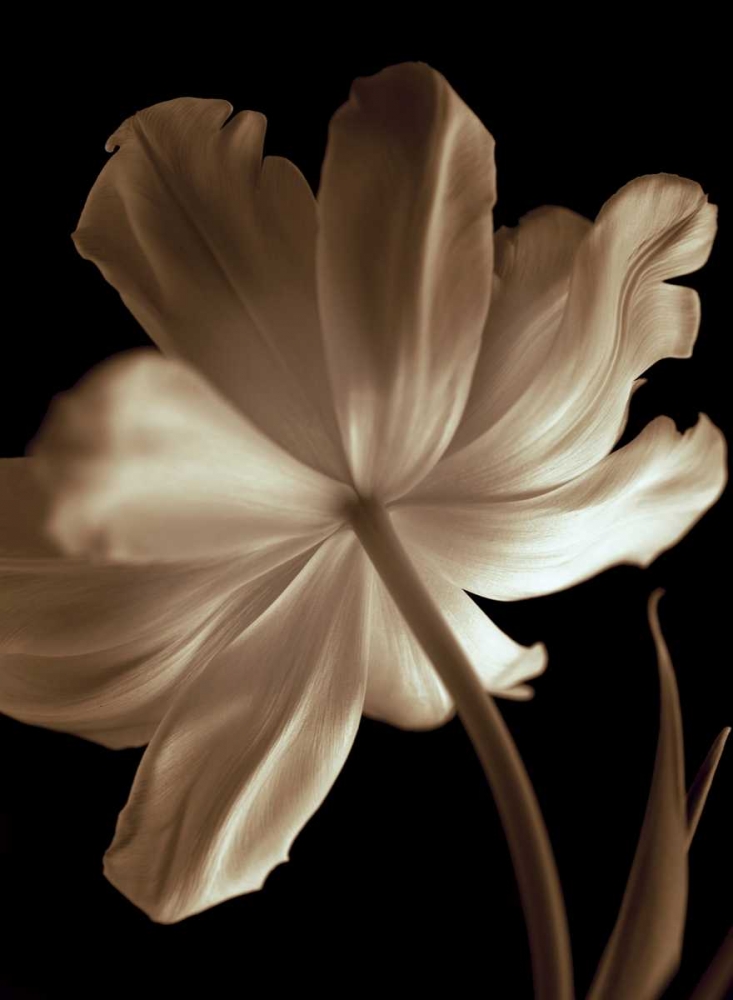 Champagne Tulip II art print by Charles Britt for $57.95 CAD