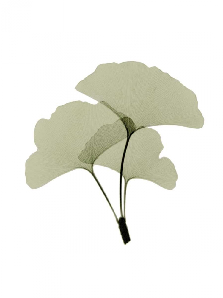 Ginko I art print by ACEE for $57.95 CAD