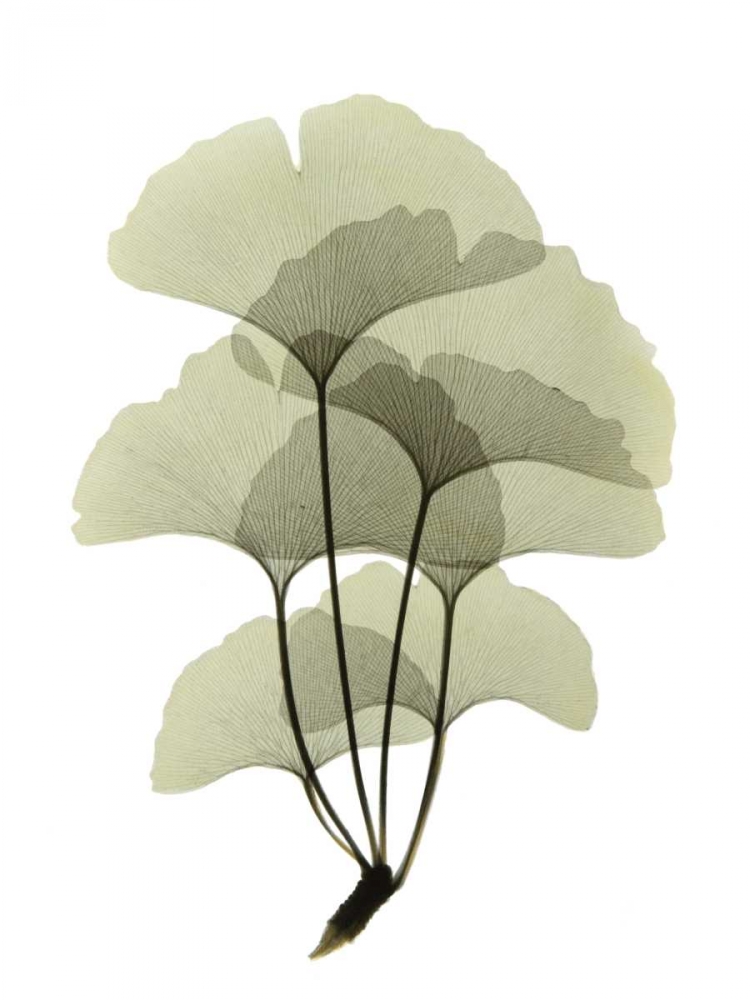 Ginko II art print by ACEE for $57.95 CAD