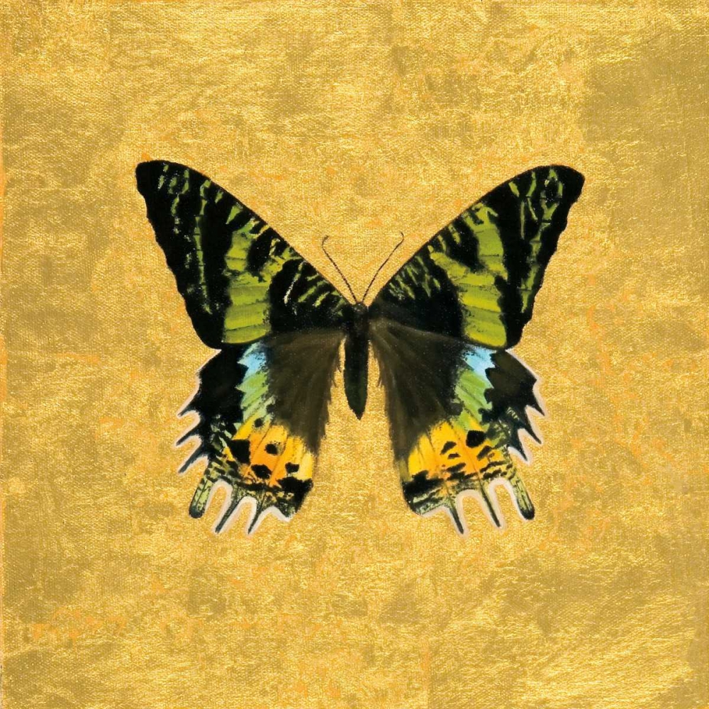 Butterfly on Gold art print by Joanna Charlotte for $57.95 CAD