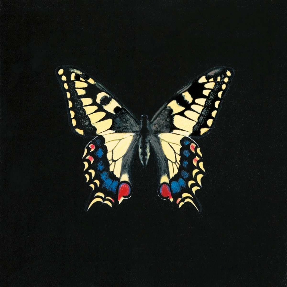 Butterfly on Black art print by Joanna Charlotte for $57.95 CAD