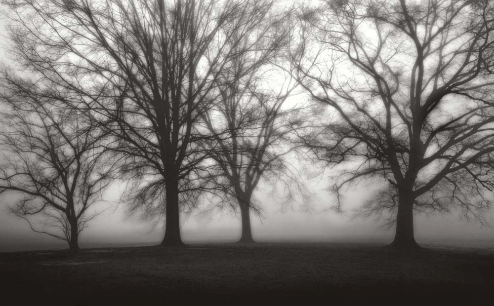Fog Tree Study IV art print by Jamie Cook for $57.95 CAD