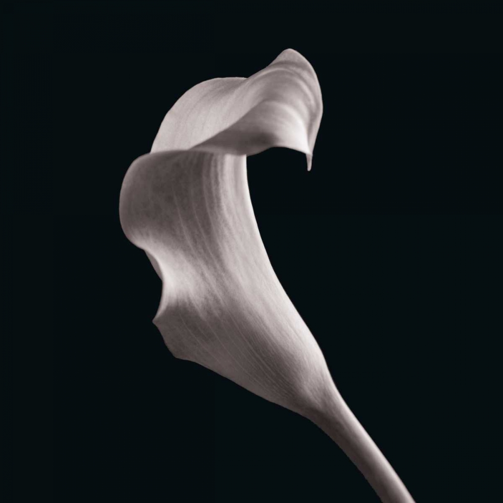Lilies art print by Michael Faragher for $57.95 CAD