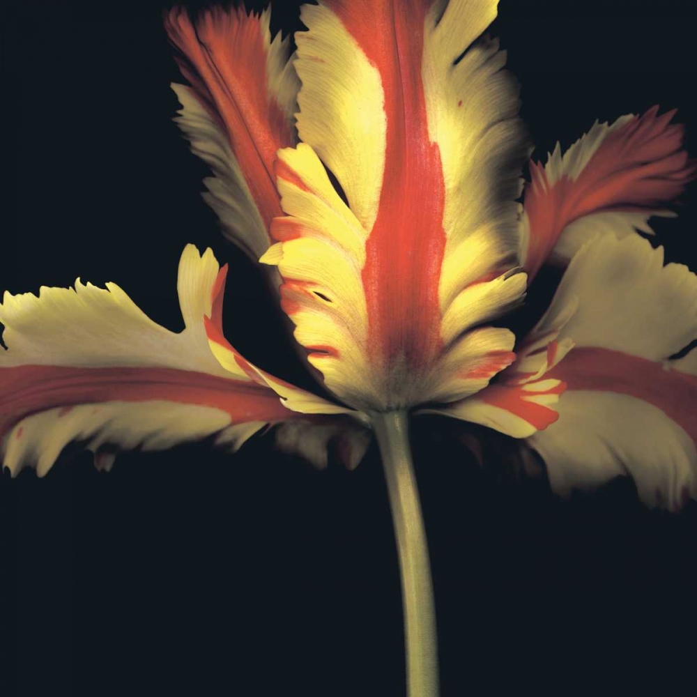 French Parrot Tulip art print by Andrew Levine for $57.95 CAD