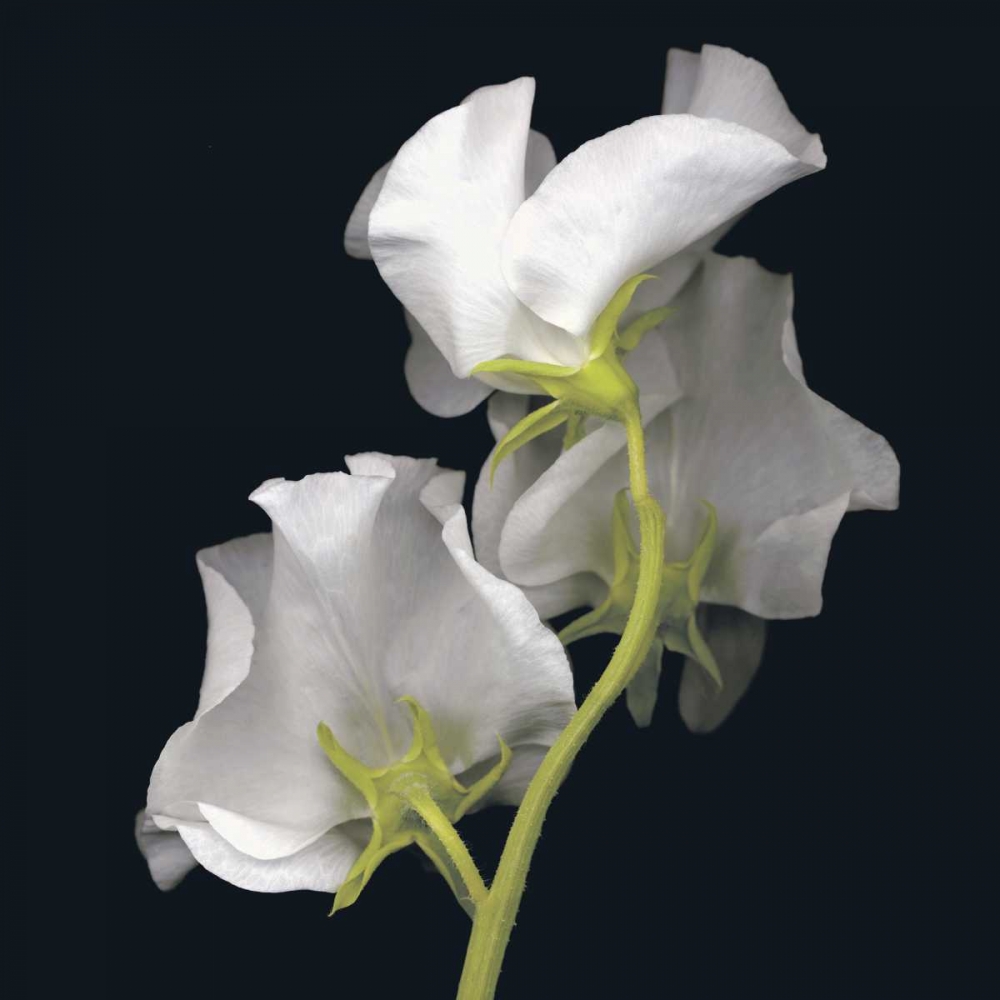 Sweet Pea art print by Andrew Levine for $57.95 CAD
