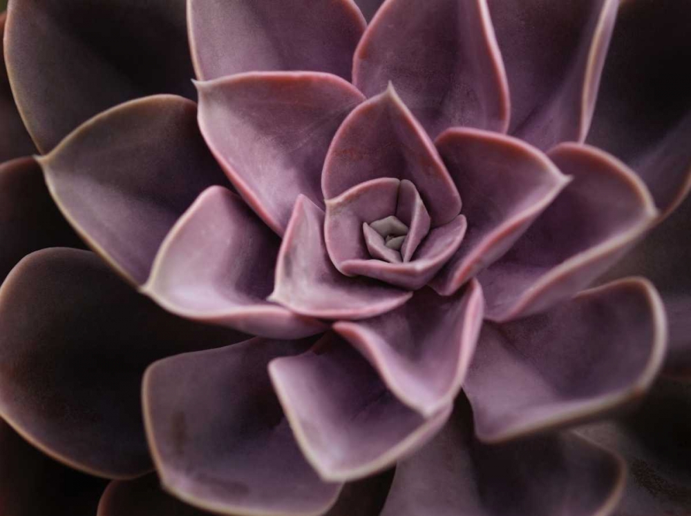 Echeveria I art print by Andrew Levine for $57.95 CAD