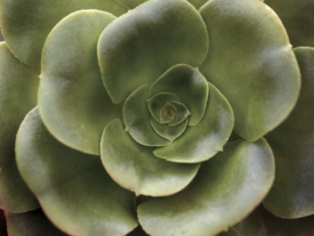 Echeveria II art print by Andrew Levine for $57.95 CAD
