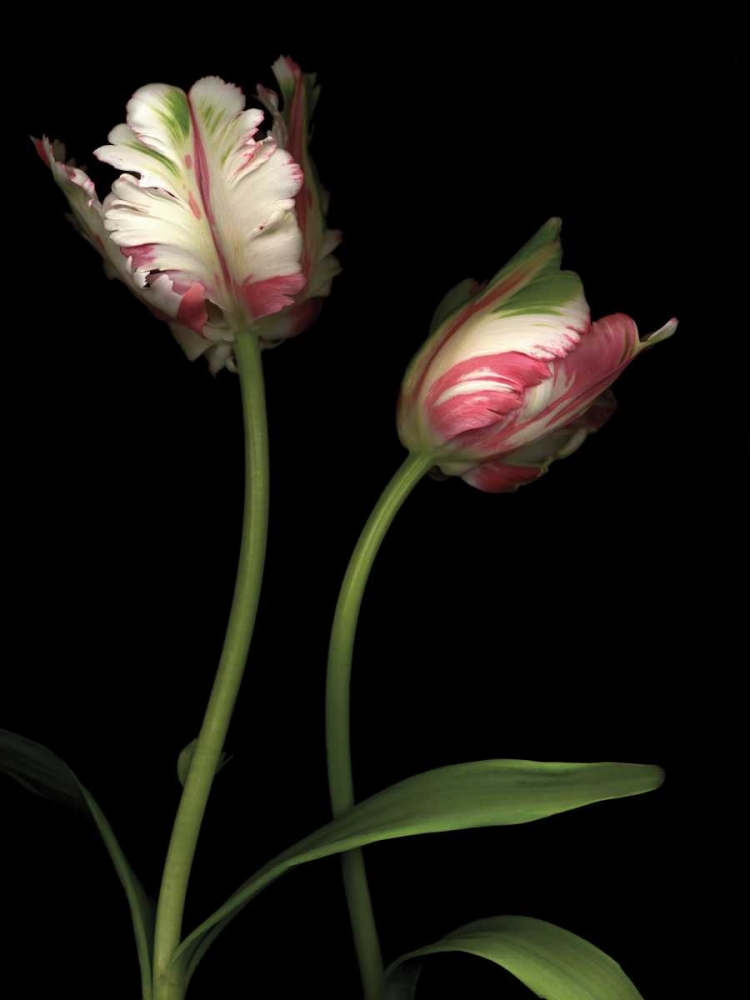Parrot Tulips I art print by Andrew Levine for $57.95 CAD