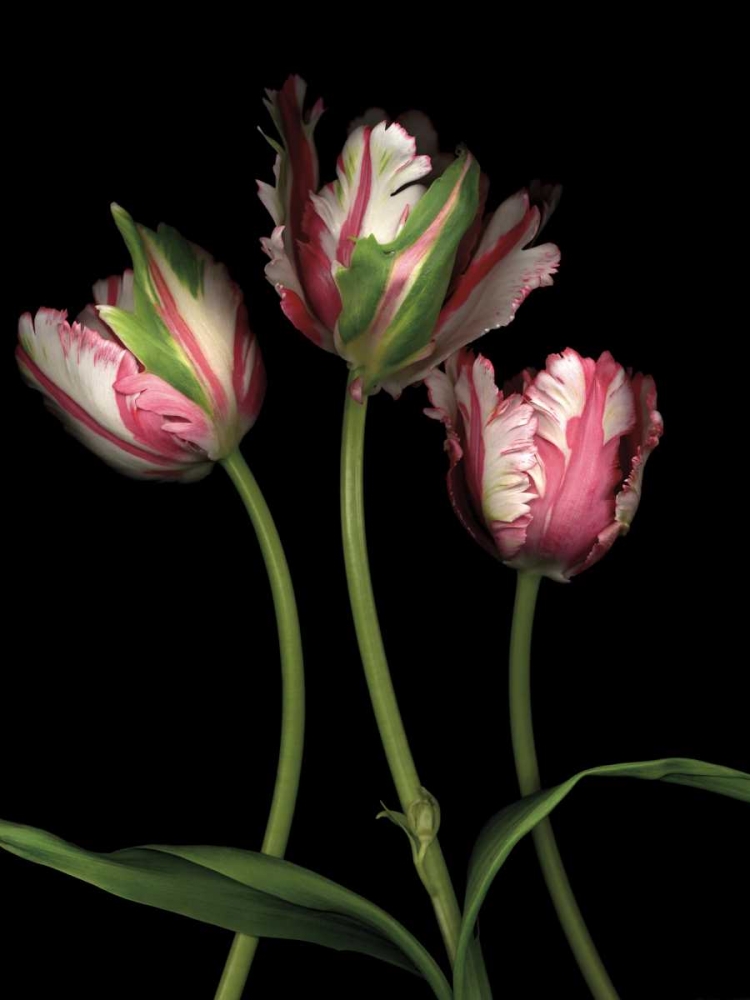 Parrot Tulips II art print by Andrew Levine for $57.95 CAD