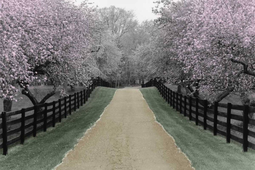 Apple Blossom Lane art print by Monte Nagler for $57.95 CAD