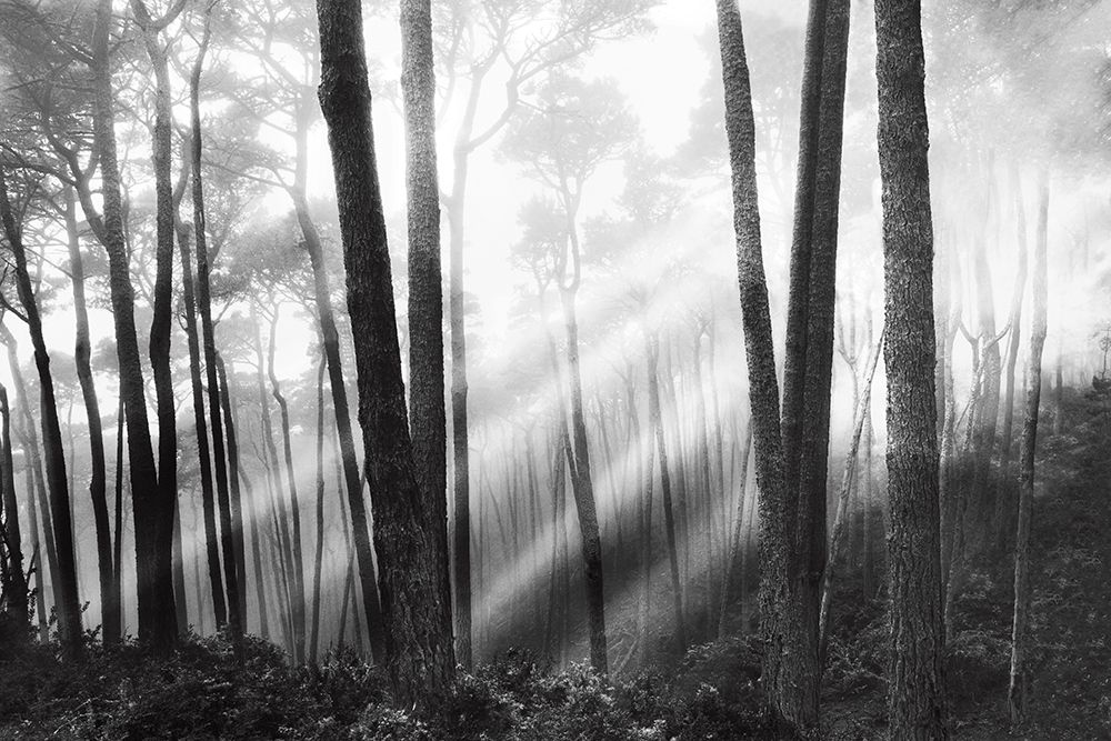 Mystical Forest and Sunbeams art print by Monte Nagler for $57.95 CAD