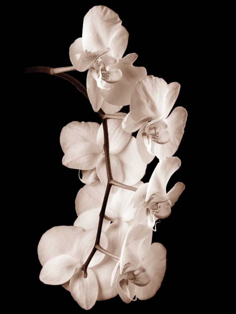 Orchid Dance I art print by John Rehner for $57.95 CAD