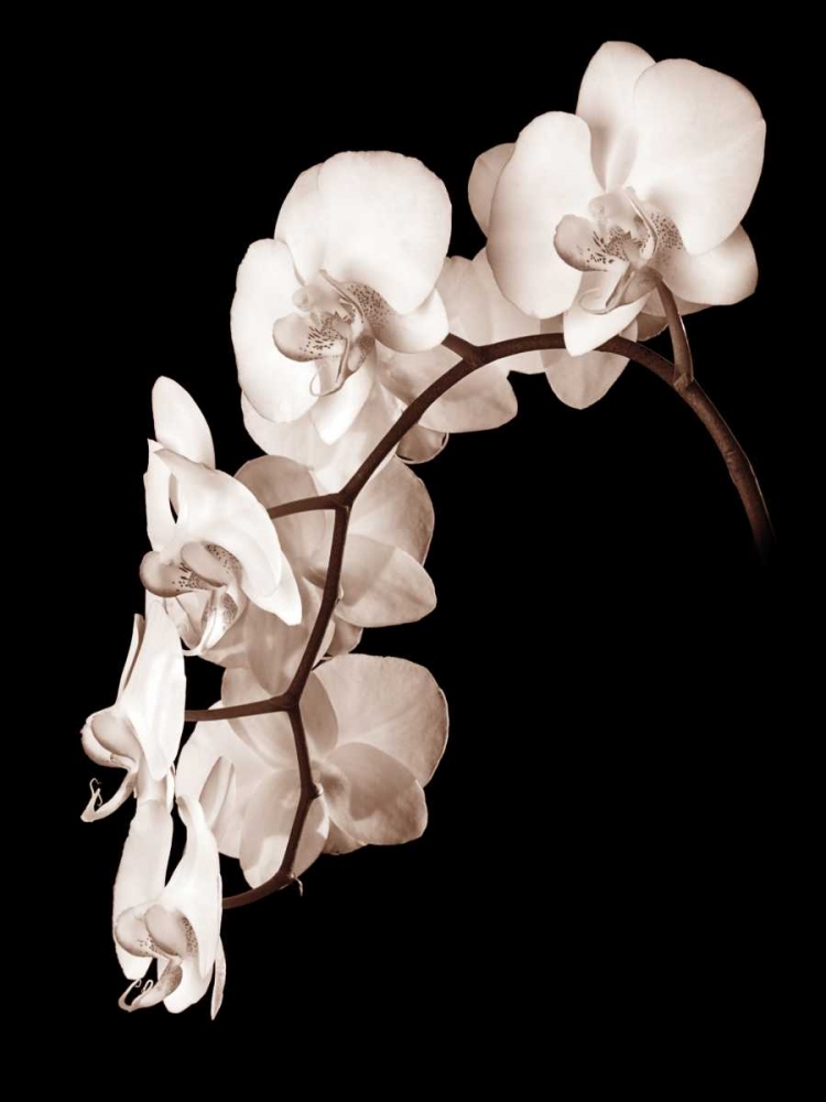 Orchid Dance II art print by John Rehner for $57.95 CAD