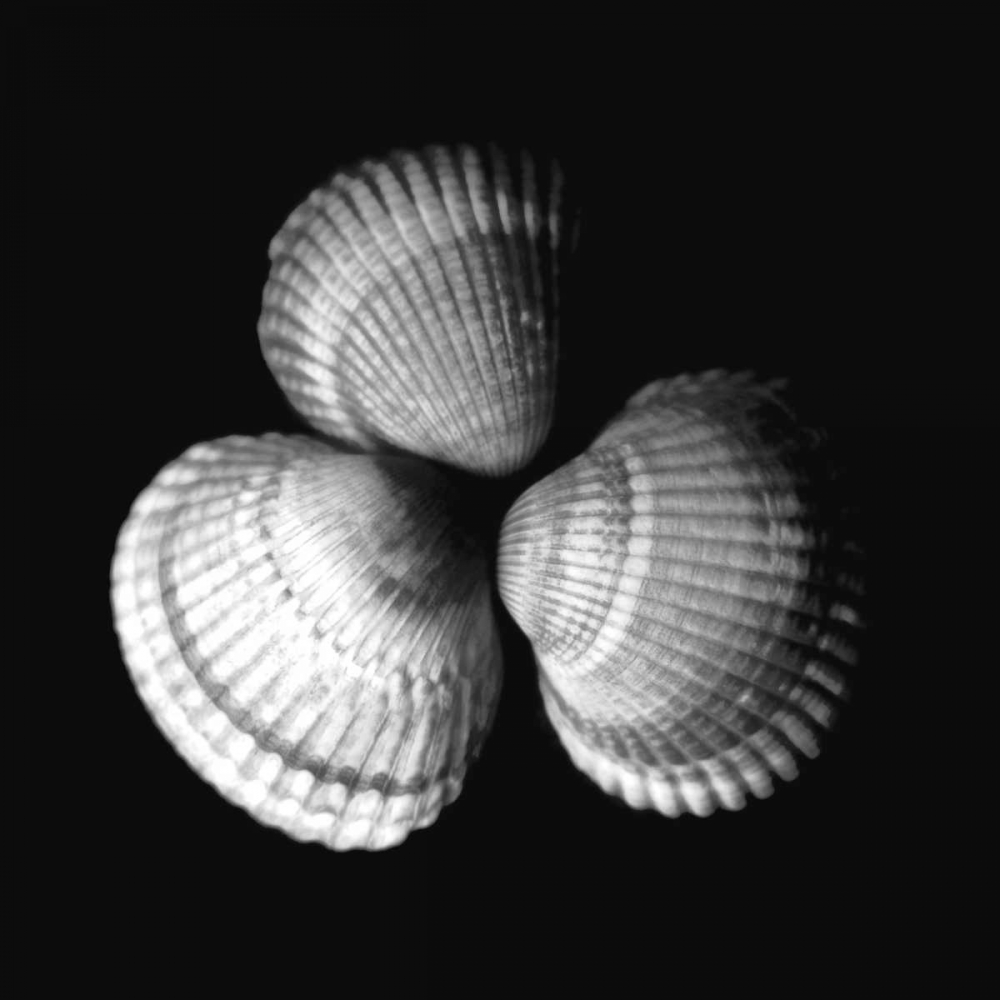 Shell Collection I art print by Ily Szilagyi for $57.95 CAD