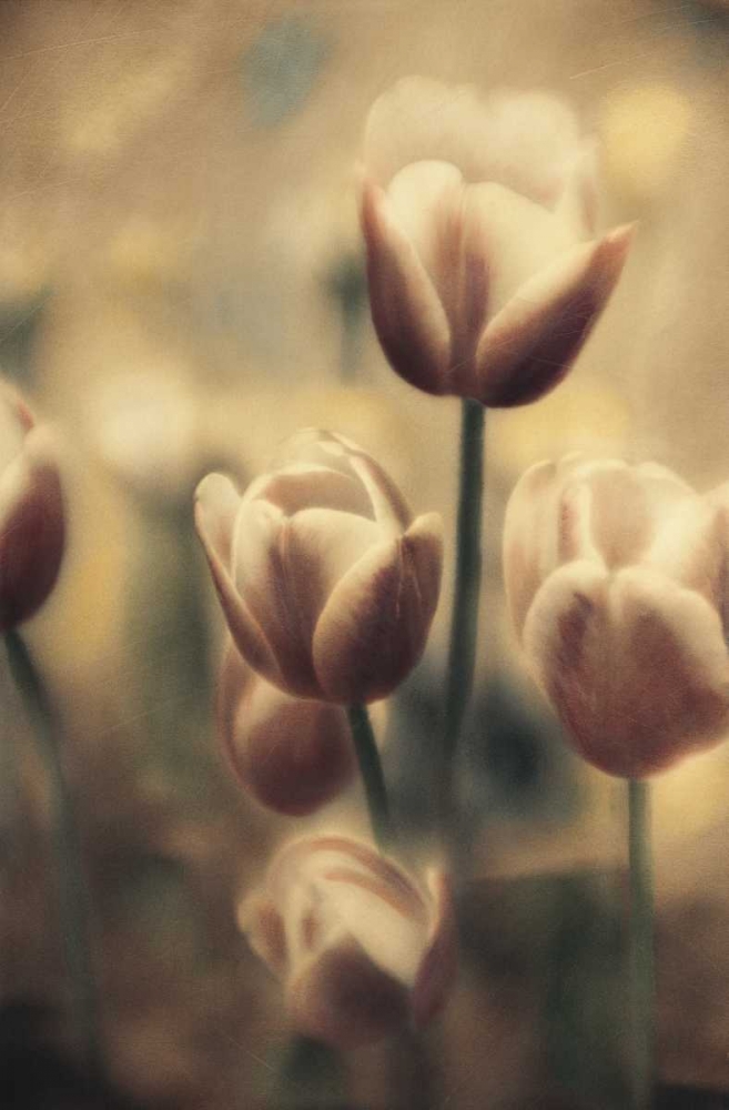 Tinted Tulips III art print by Thea Schrack for $57.95 CAD