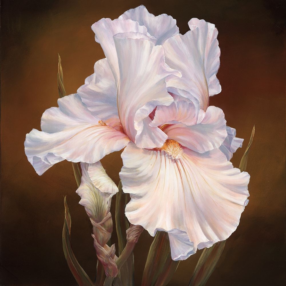 White Iris II art print by Marianne Broome for $57.95 CAD