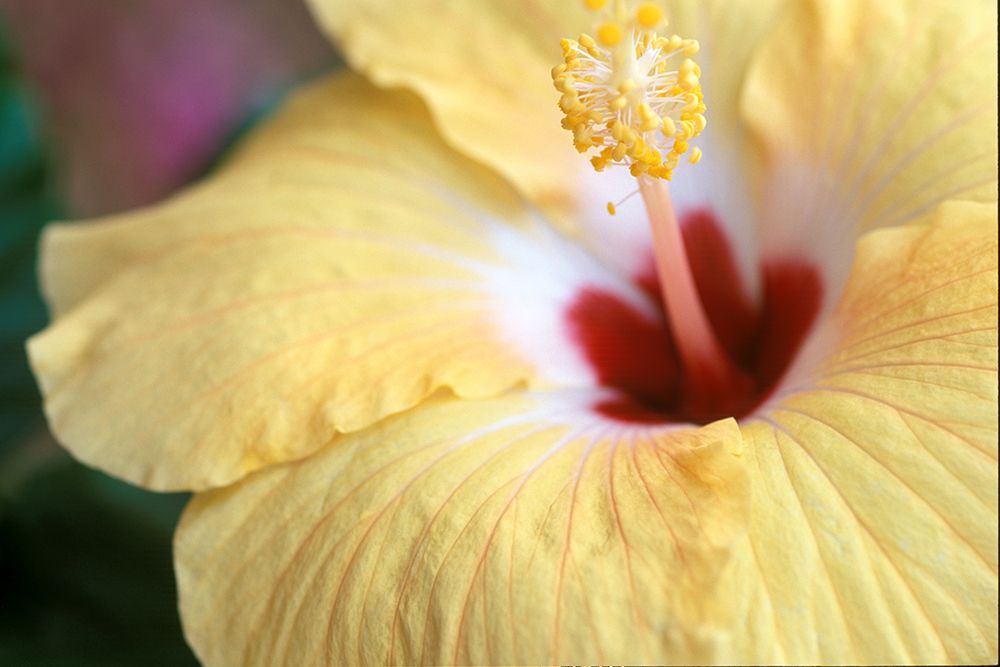 Hibiscus art print by Karin Connolly for $57.95 CAD
