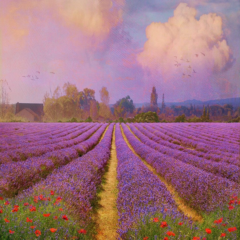 Lavender Fields I art print by Chris Vest for $57.95 CAD