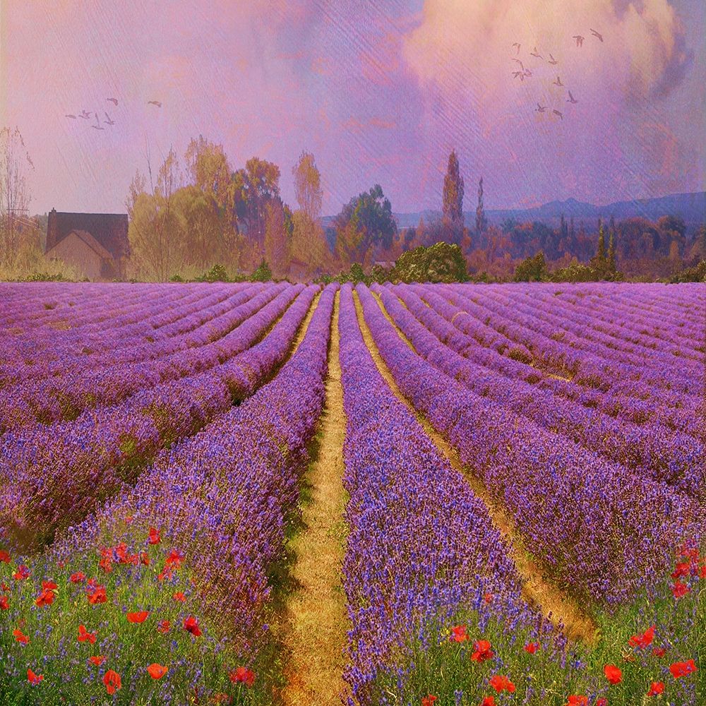 Lavender Fields II art print by Chris Vest for $57.95 CAD