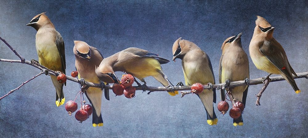 Waxwing Tableau art print by Chris Vest for $57.95 CAD
