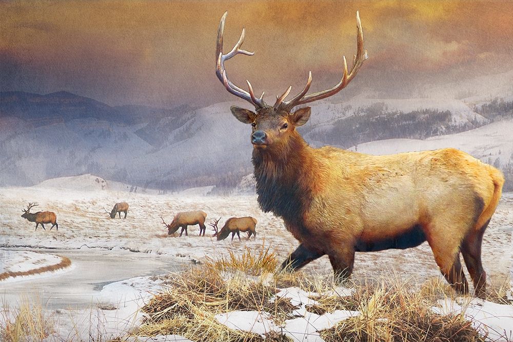 Jackson Refuge Elk art print by Chris Vest for $57.95 CAD
