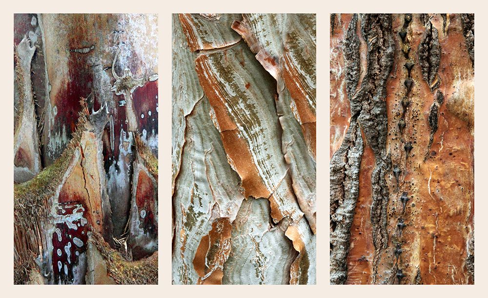 Palm Bark II art print by Jessica Jenney for $57.95 CAD