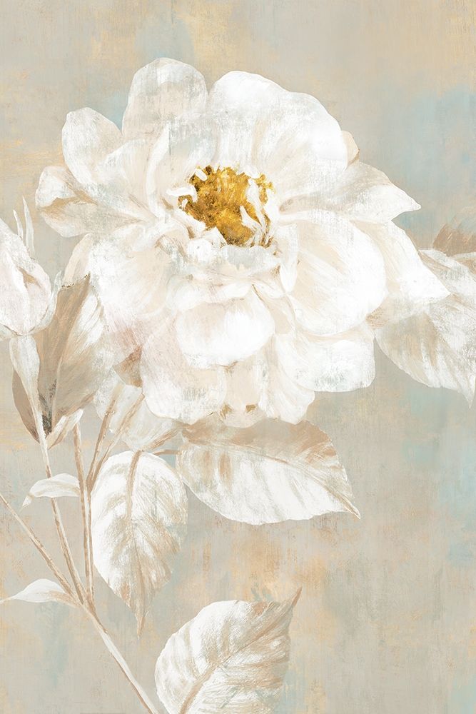 White Rose I  art print by Eva Watts for $57.95 CAD