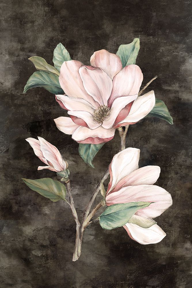 Pink Magnolia II  art print by Eva Watts for $57.95 CAD