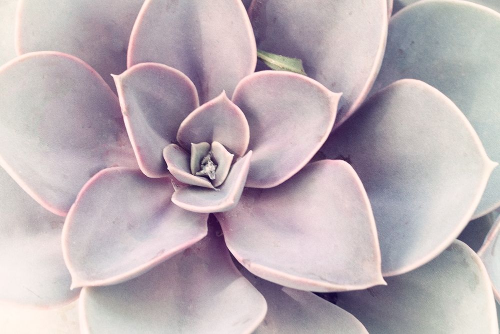 Purple Succulent  art print by Judy Stalus for $57.95 CAD