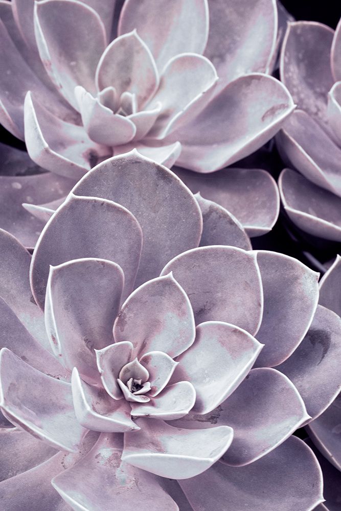 Violet Succulents  art print by Judy Stalus for $57.95 CAD