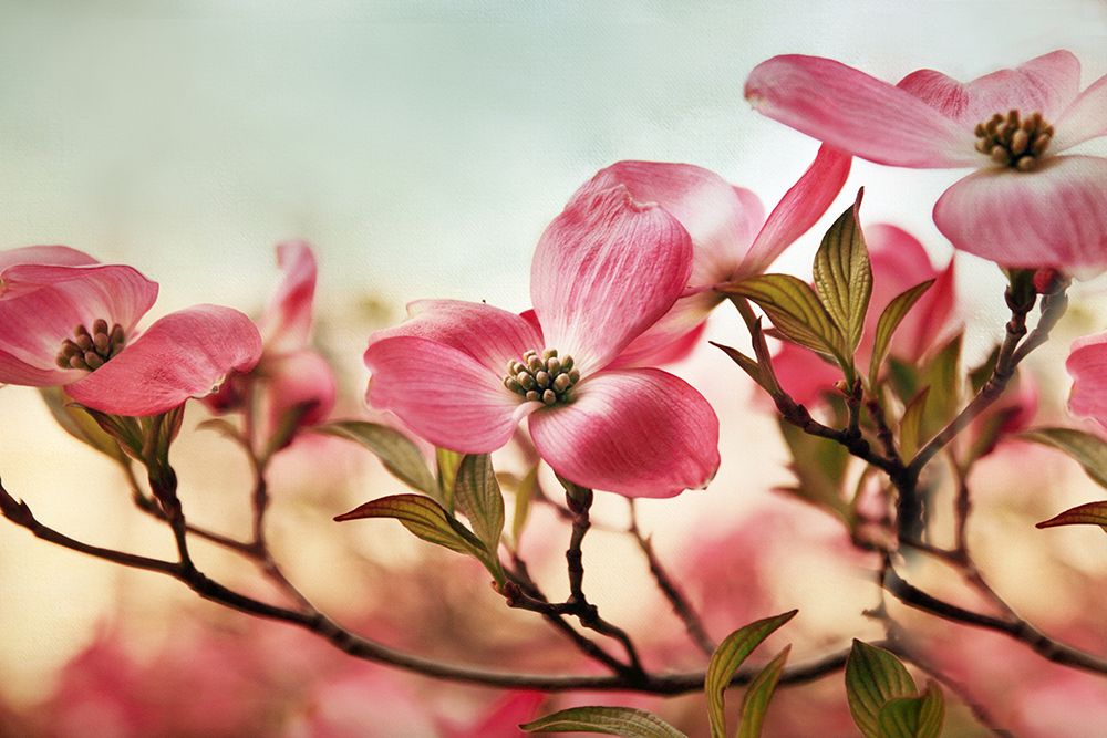Dogwood Dreams art print by Jessica Jenney for $57.95 CAD