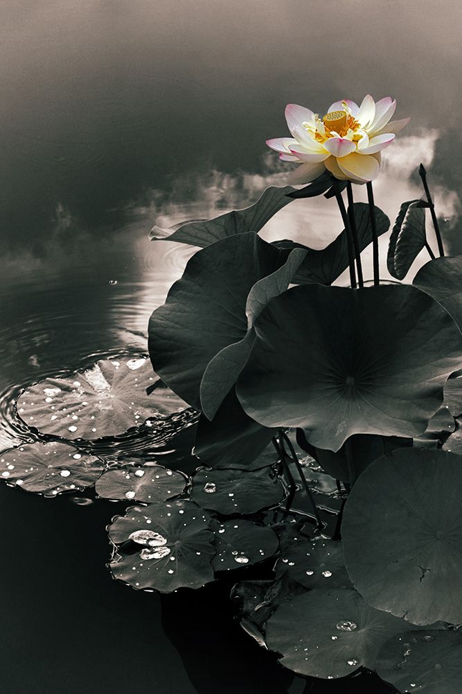 Lotus in the Mist art print by Jessica Jenney for $57.95 CAD