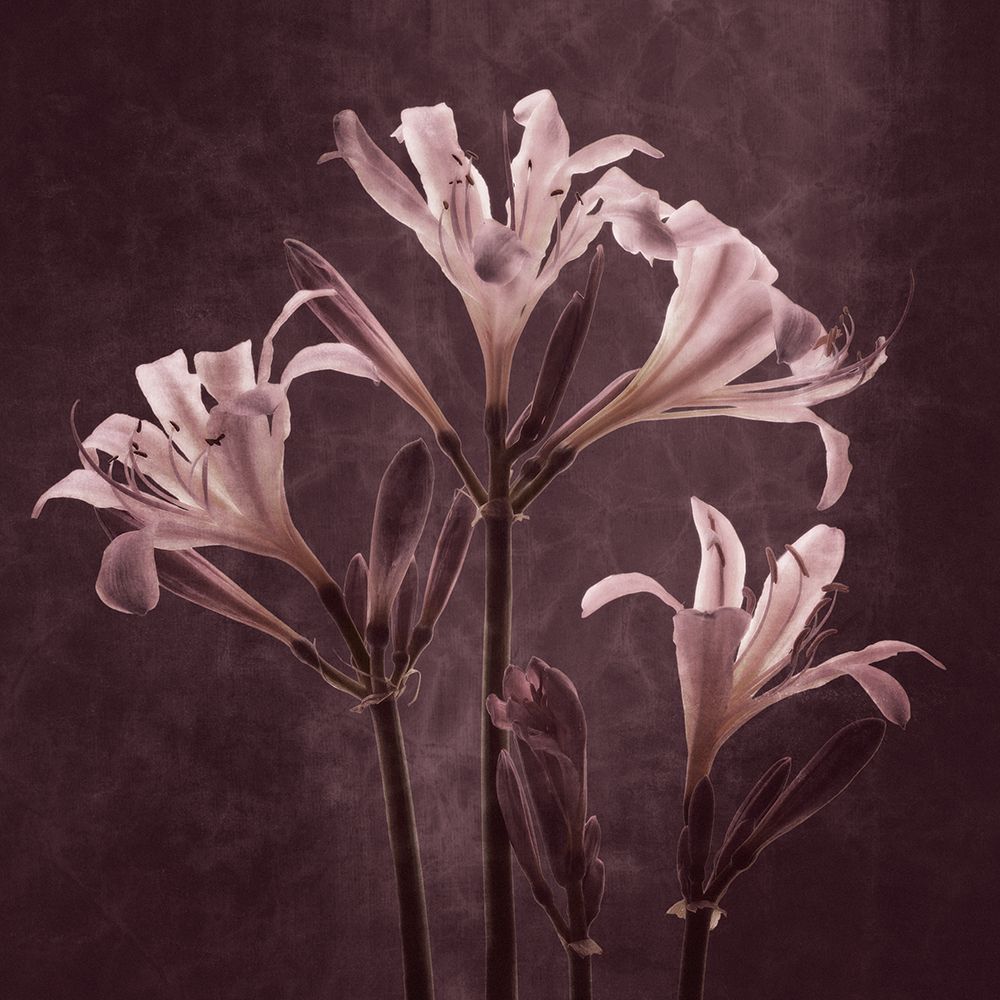Lilies in Antiquity art print by Leda Robertson for $57.95 CAD
