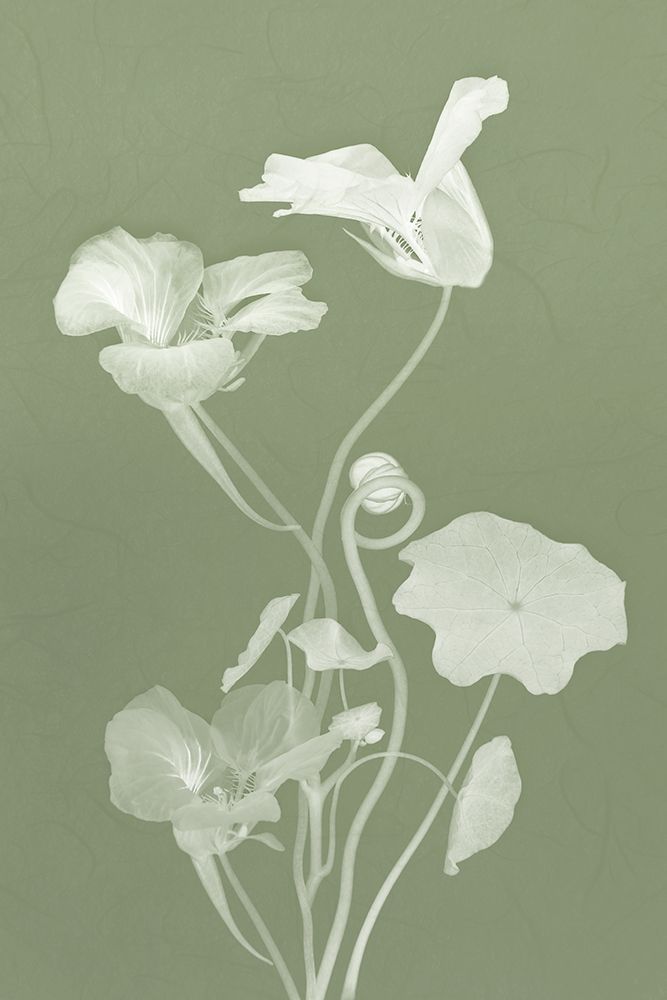 Floral Dance III art print by Leda Robertson for $57.95 CAD