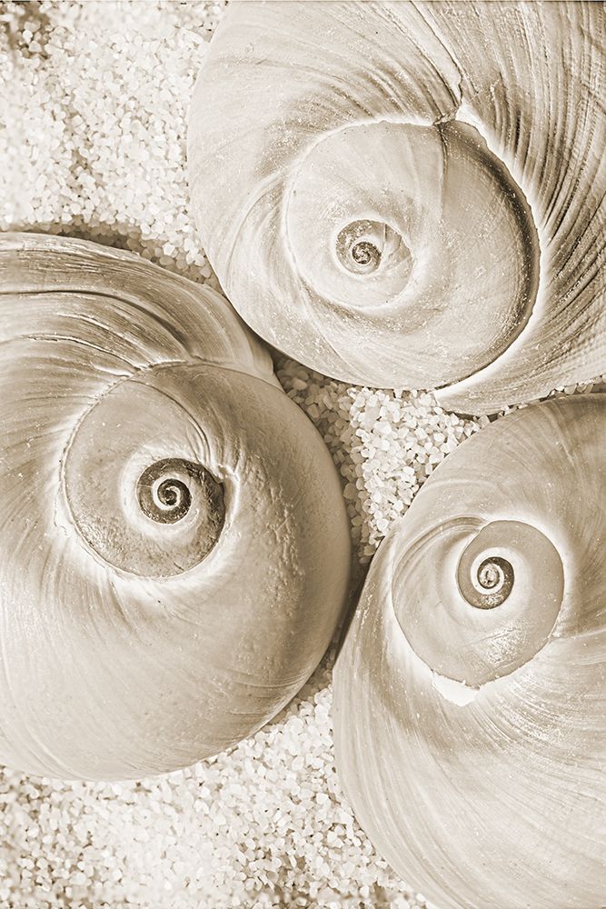 seashell II art print by Norm Stelfox for $57.95 CAD
