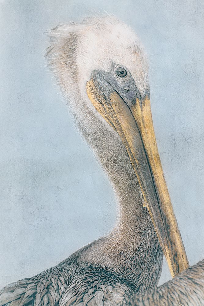 Long Beak Bird I art print by Norm Stelfox for $57.95 CAD