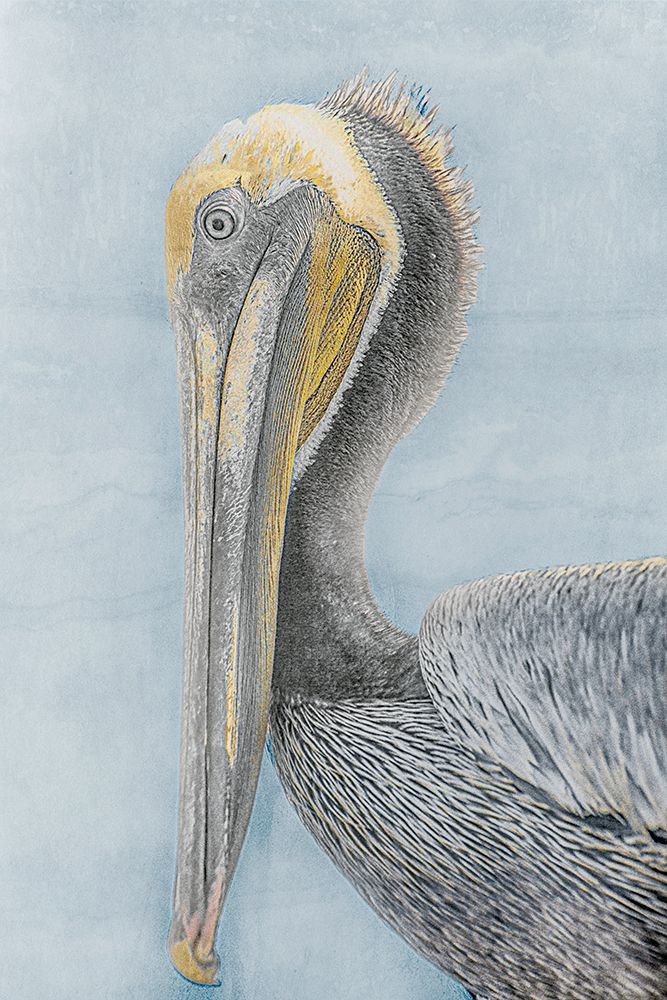 Long Beak Bird II art print by Norm Stelfox for $57.95 CAD