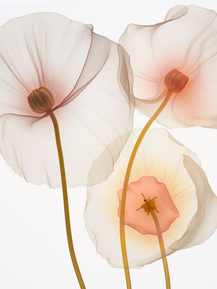 Translucent Yellow Poppy Flowers I art print by Irena Orlov for $57.95 CAD