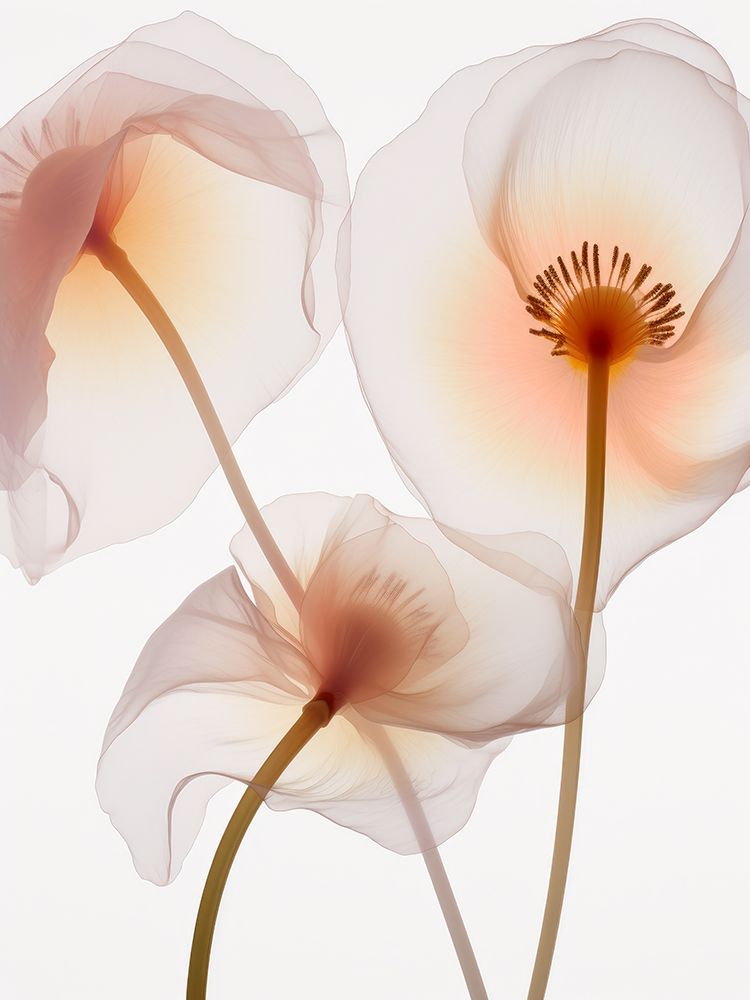 Translucent Yellow Poppy Flowers II art print by Irena Orlov for $57.95 CAD