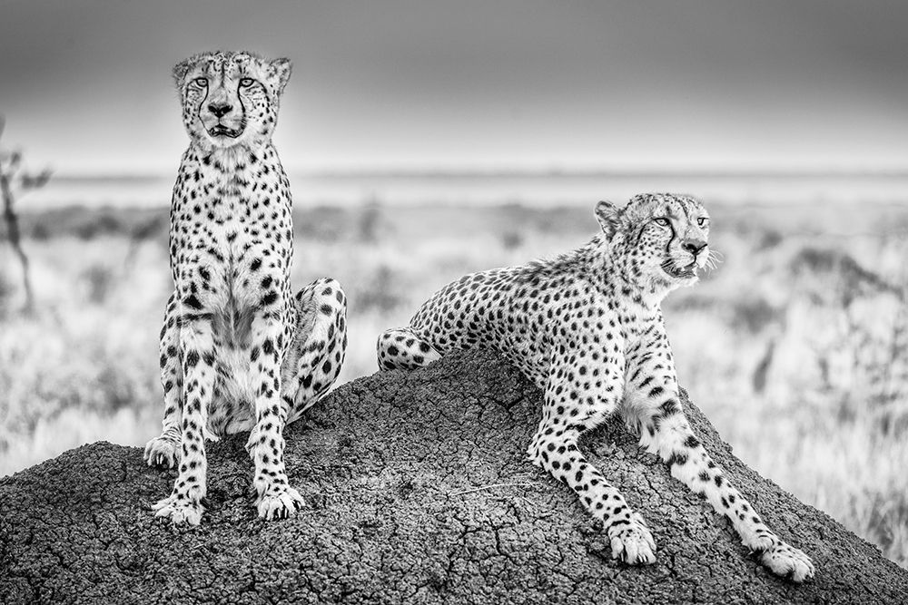 Scheid - Two Cheetahs Watching Out art print by 1x for $57.95 CAD