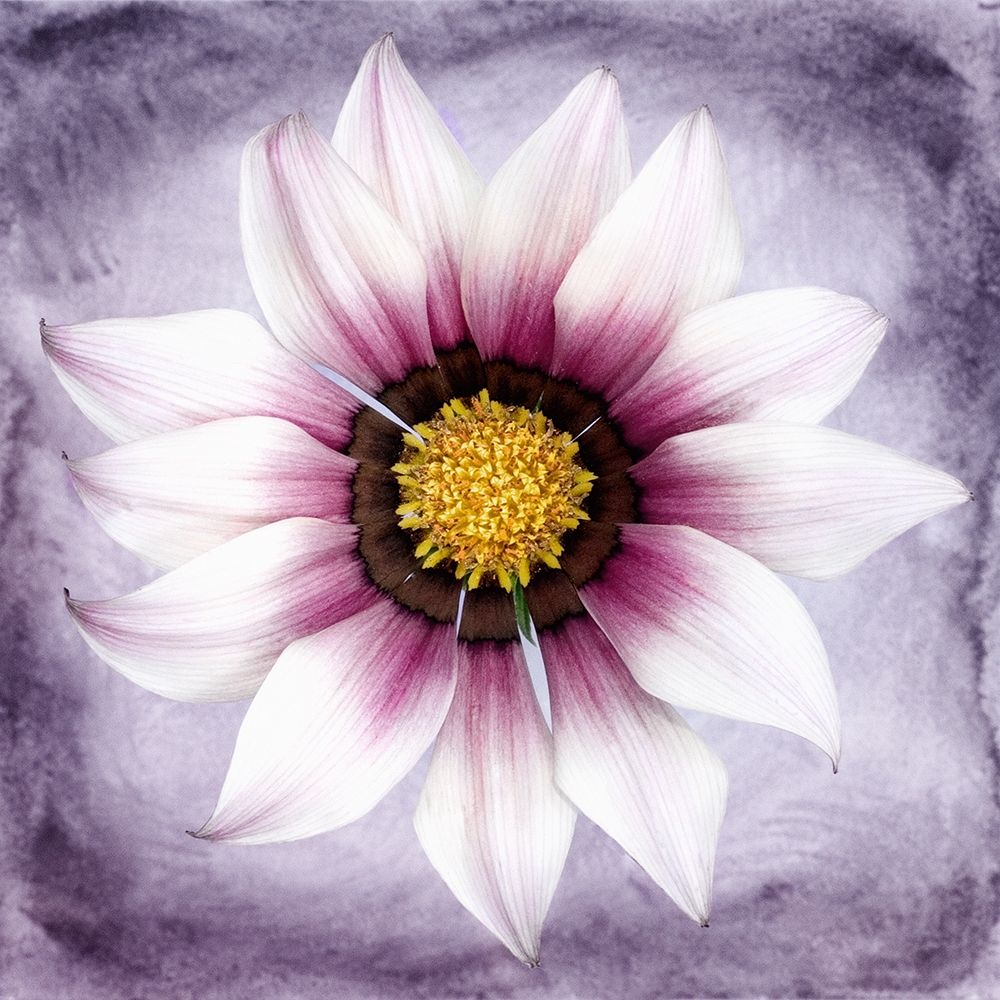 Daisy Soft On Purple art print by Christine Zalewski for $57.95 CAD