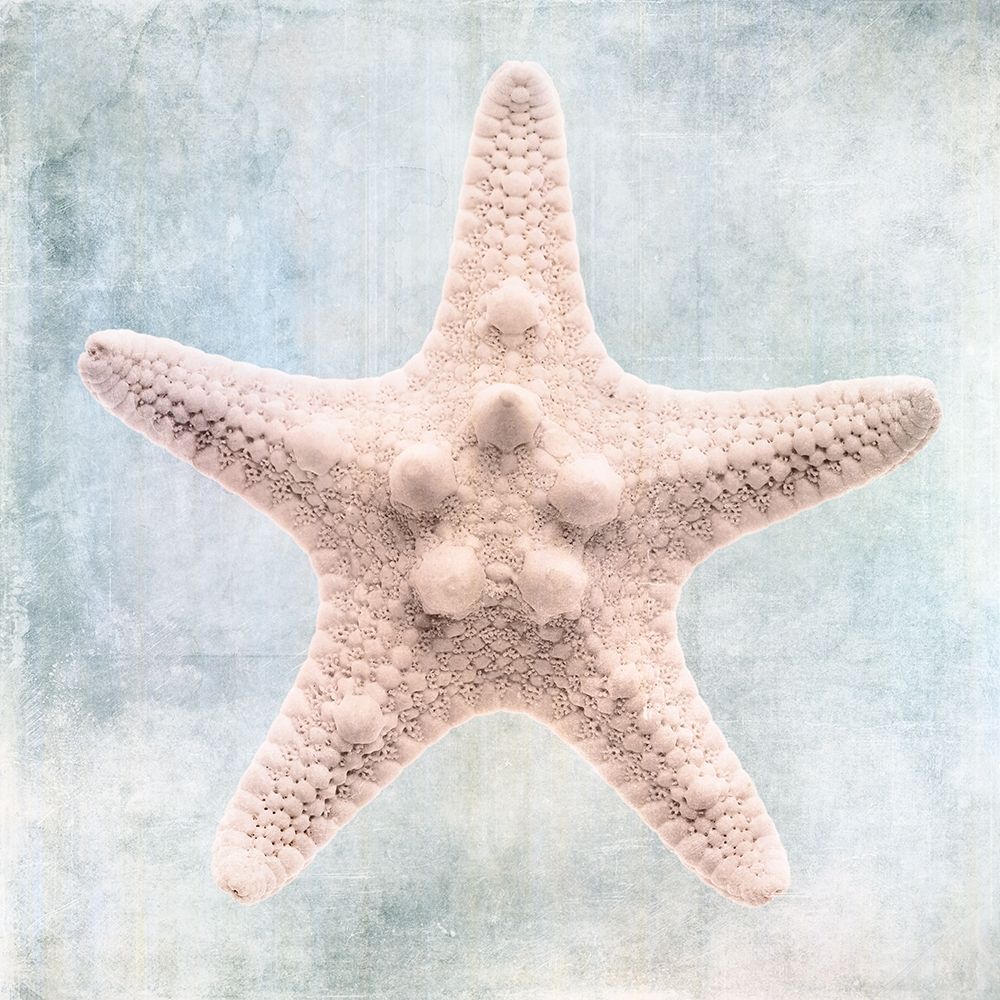 Blue Cream Starfish  art print by Christine Zalewski for $57.95 CAD