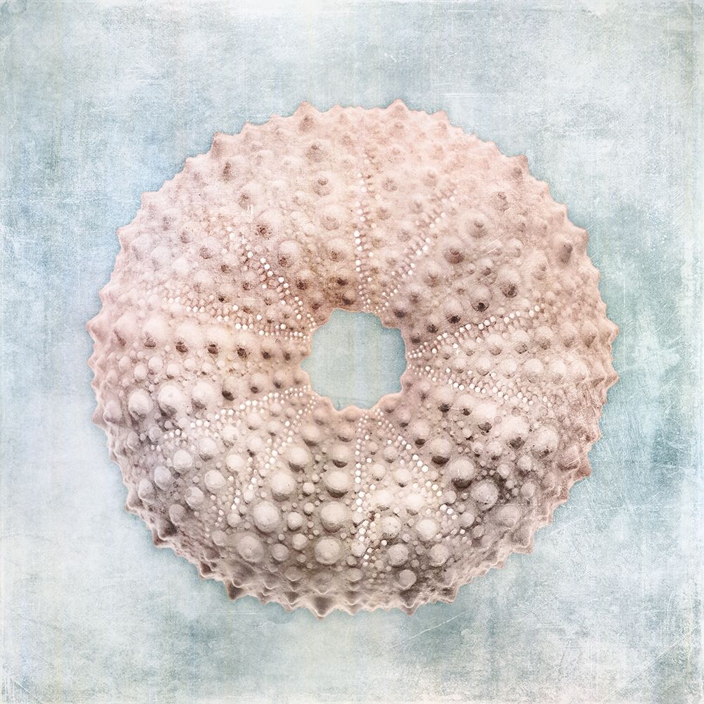 Blue Cream Sea Urchin art print by Christine Zalewski for $57.95 CAD