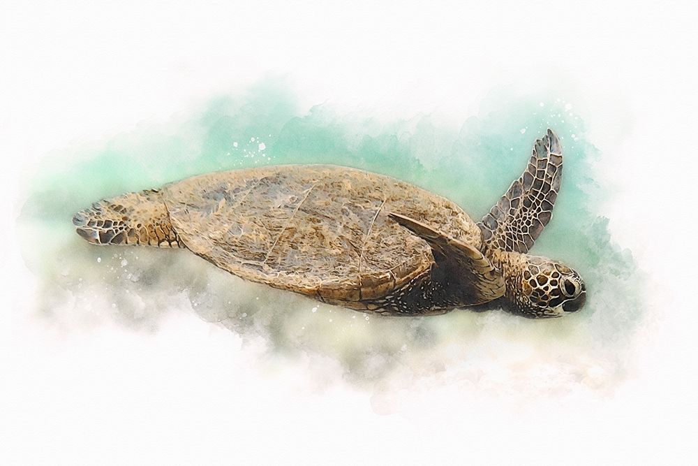 Hawaiian Green Sea Turtle Watercolor I art print by Christine Zalewski for $57.95 CAD