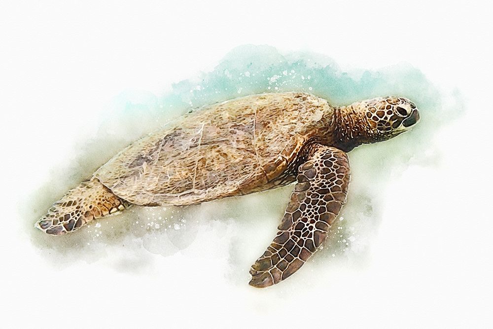 Hawaiian Green Sea Turtle Watercolor II art print by Christine Zalewski for $57.95 CAD