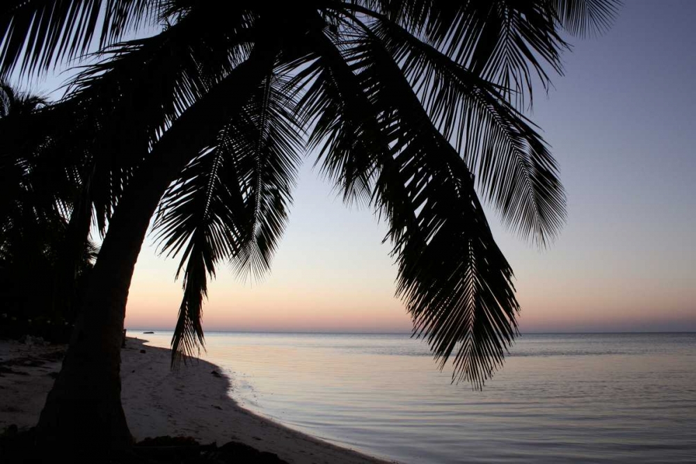 Palm Tree Sunset art print by Brent Anderson for $57.95 CAD