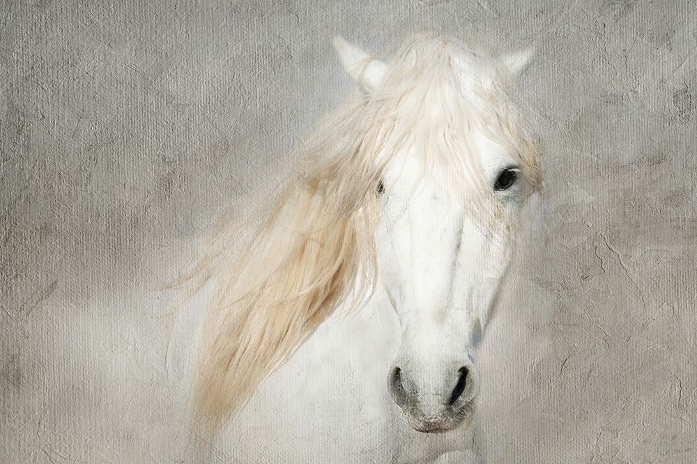 Stallion Face art print by Merrie Asimow for $57.95 CAD
